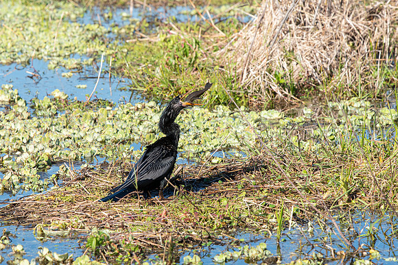 Lakeland FL anhinga eating fish 9