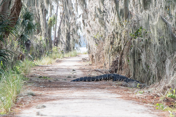 Lakeland FL alligator on trail 2