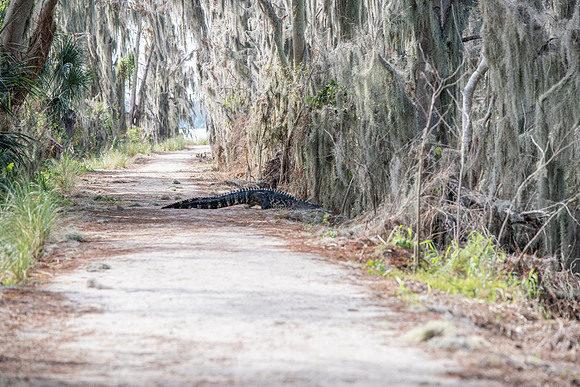 Lakeland FL alligator on trail