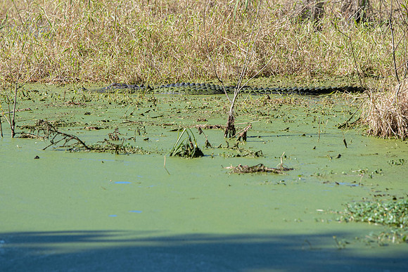 Lakeland FL alligator in swamp