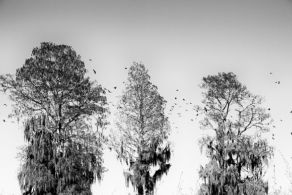 Lakeland FL BW murder crows spanish moss 2