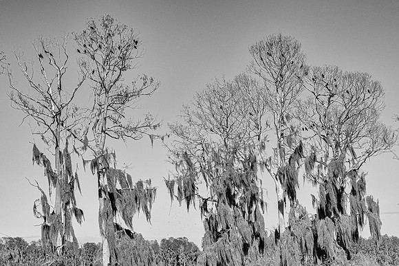 Lakeland FL BW murder crows spanish moss