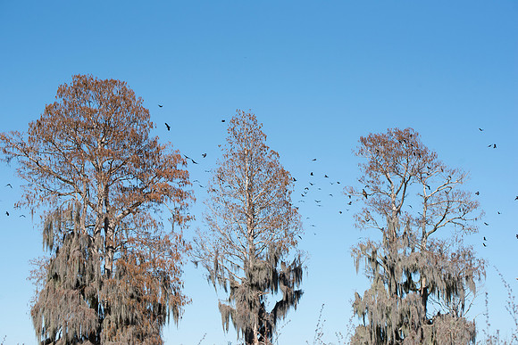 Lakeland FL murder crows spanish moss 2
