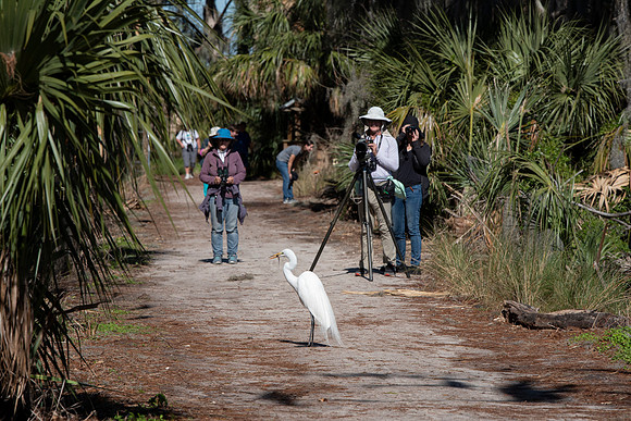 Lakeland FL egret eating with cameras