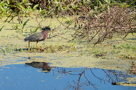 Lakeland FL green heron 3
