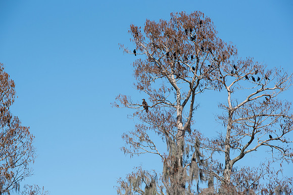 Lakeland FL murder crows eagle spanish moss