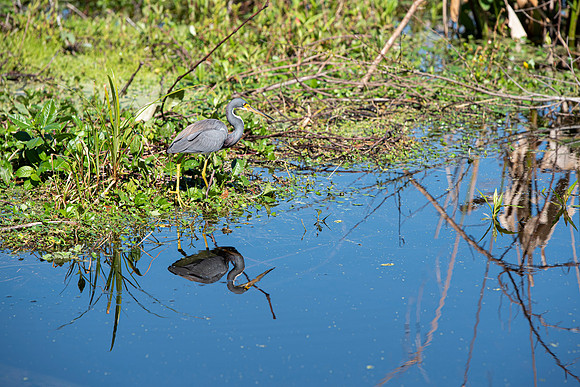 Lakeland FL little blue heron reflection