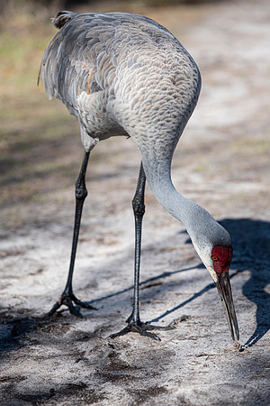 Lakeland FL sandhill crane