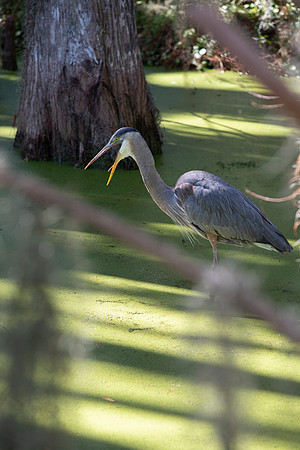 Lakeland FL heron yelling