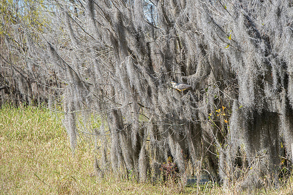Lakeland FL Black-crowned night heron