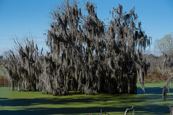 Lakeland FL spanish moss and bayou
