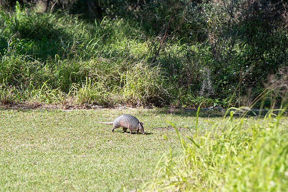 Lakeland FL armadillo