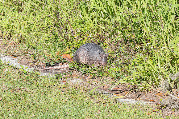 Lakeland FL armadillo 2