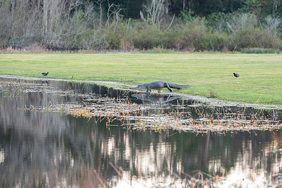 Lakeland FL alligator walking 2