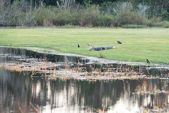 Lakeland FL alligator yawn