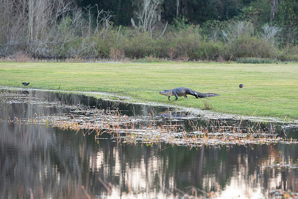 Lakeland FL alligator walking