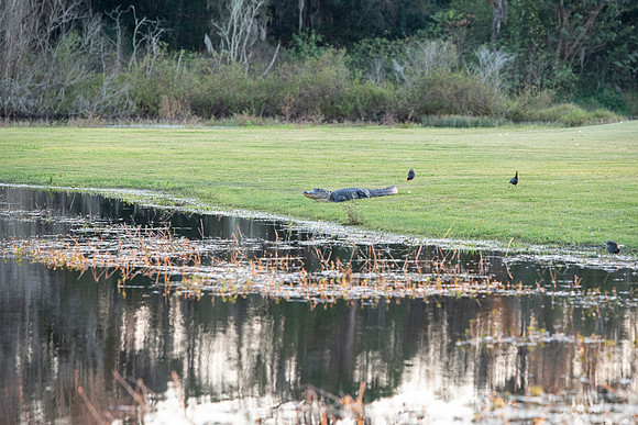 Lakeland FL alligator pond