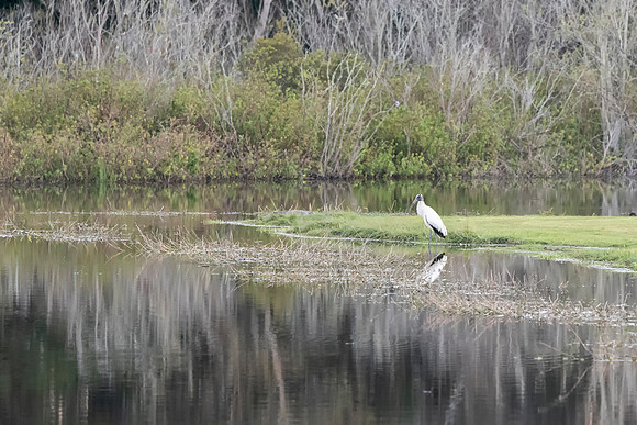 Lakeland FL Wood stork alligator