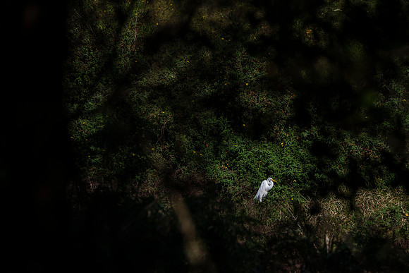 Lakeland Fl egret in shadows 2