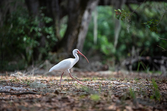 Lakeland FL White Ibis walking on trail
