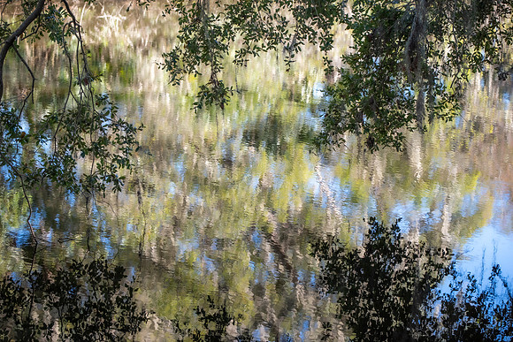 Lakeland FL monet tree reflections