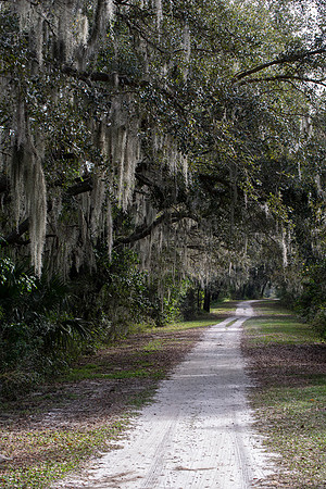 Lakeland FL trail spanish moss