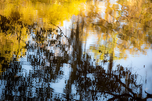 Lakeland FL Spanish moss reflection 2