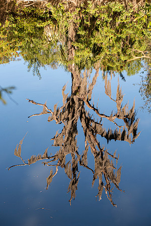 Lakeland FL Spanish moss reflection
