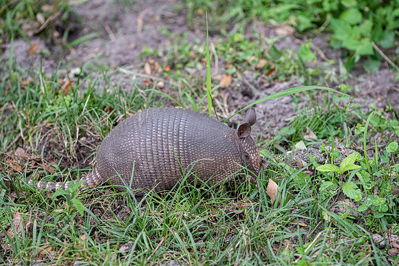 Lakeland FL armadillo sanlan 2