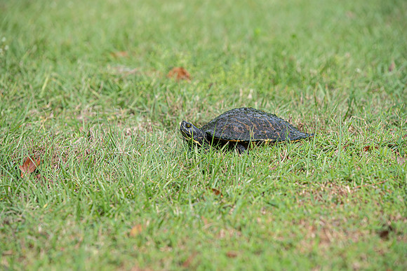 Lakeland FL turtle