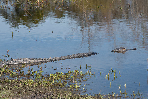 Lakeland FL aligator in water
