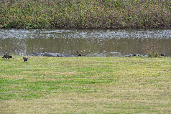 Lakeland FL 2 aligators