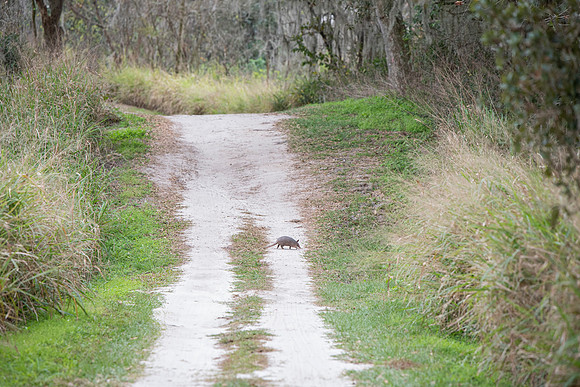 Lakeland FL armadillo on trail