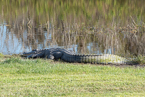 Lakeland FL gator sanlan