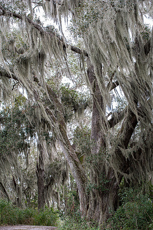 Lakeland FL spanish moss tree
