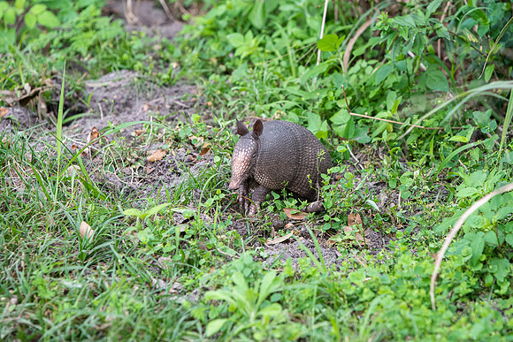 Lakeland FL armadillo digging