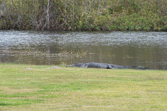 Lakeland aligator sanlan