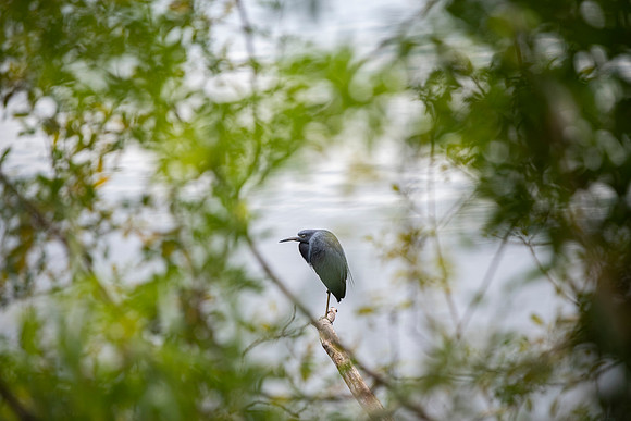Lakeland FL bird sanlan
