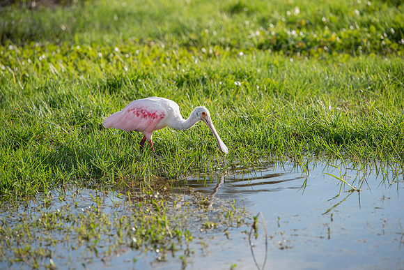 Lakeland FL roseate spoonbill 6