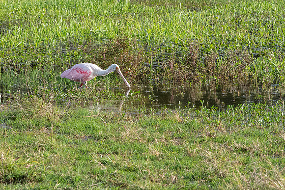 Lakeland FL roseate spoonbill 2