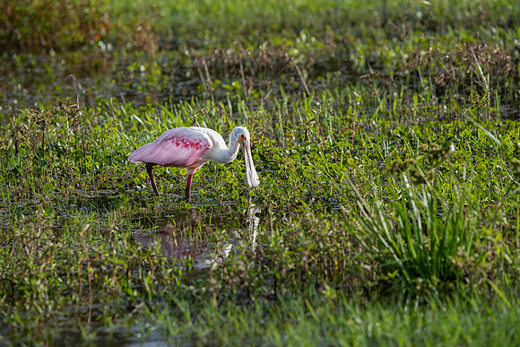 Lakeland FL roseate spoonbill 3