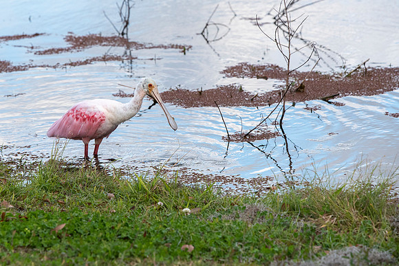 Lakeland FL roseate spoonbill 7