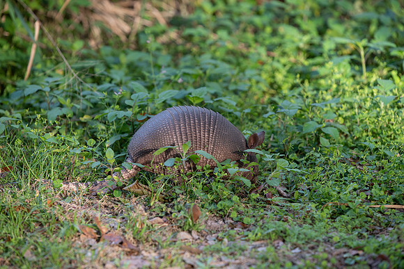 Lakeland FL armadillo eating