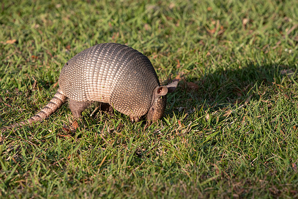 Lakeland FL armadillo nose in ground
