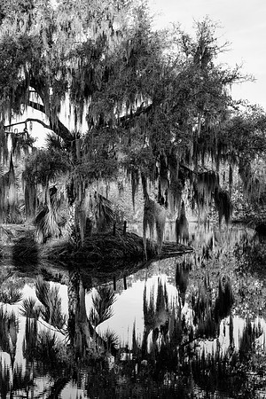 Lakeland Fl spanish moss b&w