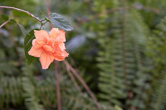Lakeland FL flower