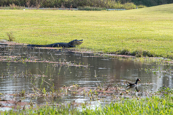 Lakeland FL alligator mouth open
