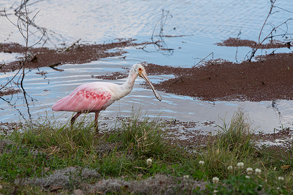 Lakeland FL roseate spoonbill 8
