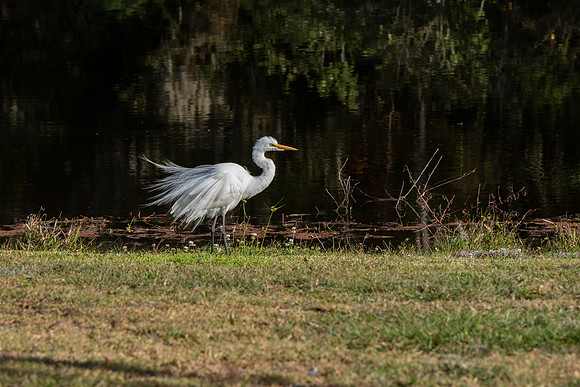 Lakeland FL egret