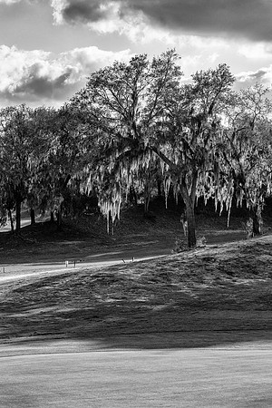 Lakeland FL golf course spanish moss2